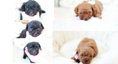 シルバーとレッドフォーンのトイプードル子犬5匹の紹介画像