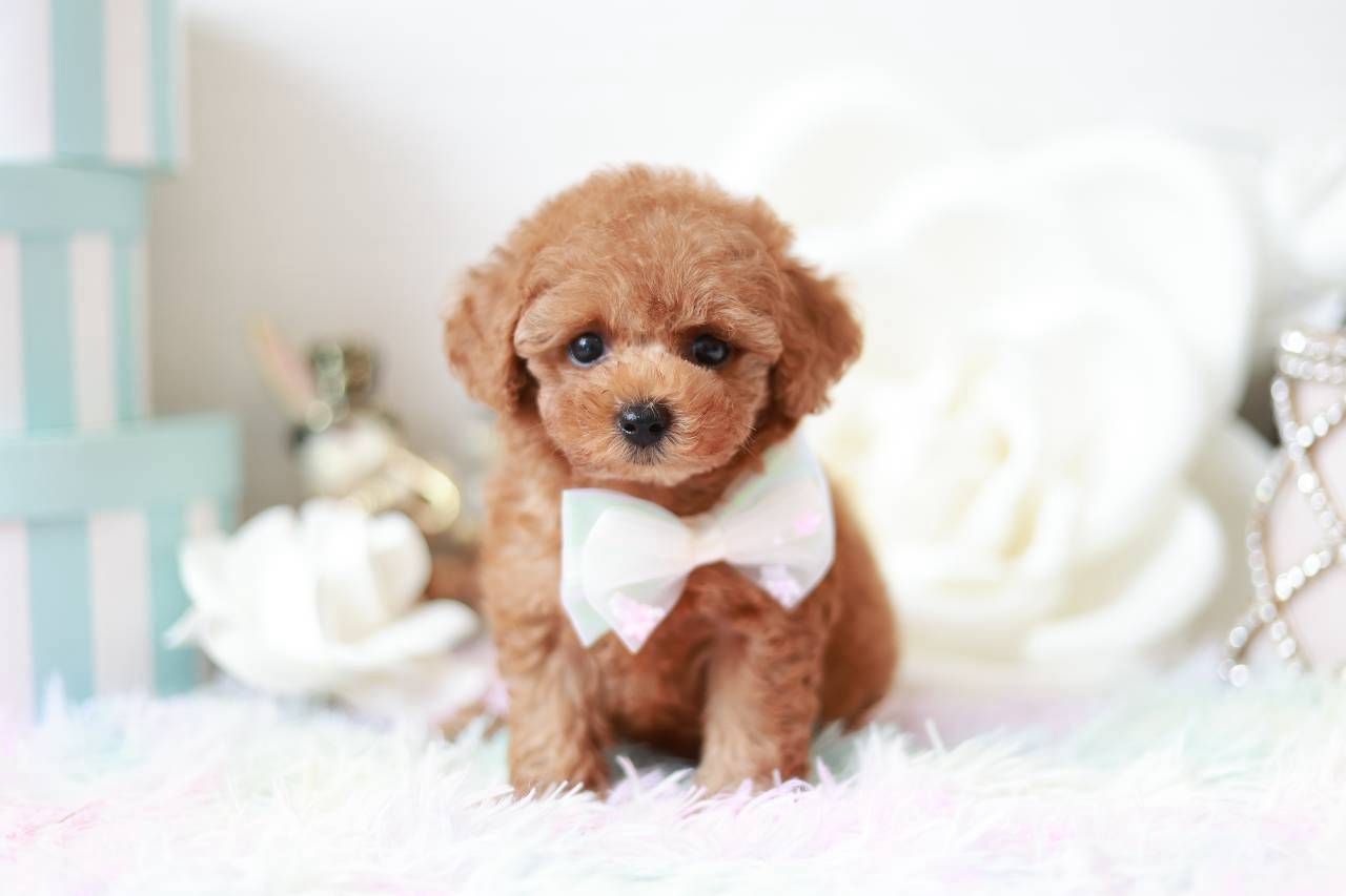 やさしい表情が可愛いレッドフォーンのトイプードル子犬マリナちゃん
