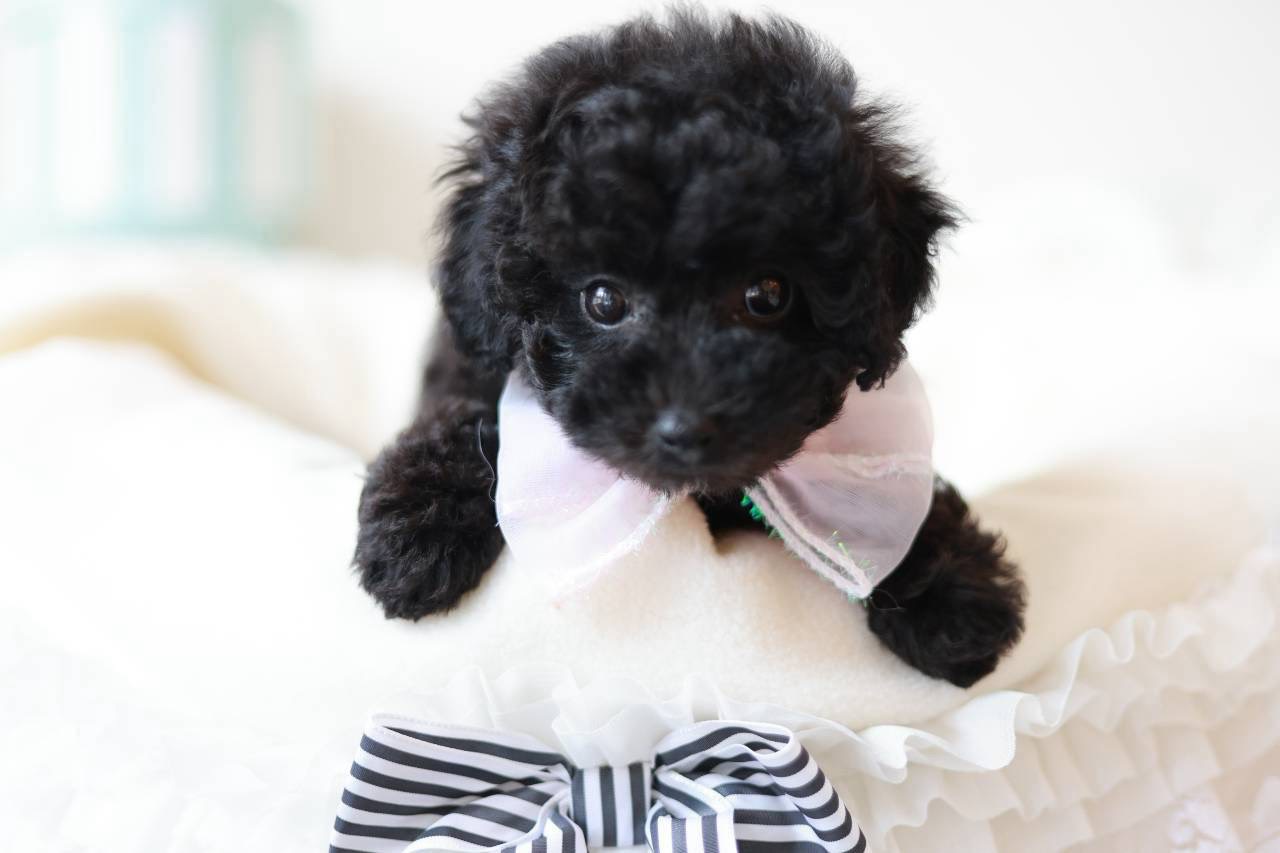 クリクリの目が可愛いブラックのトイプードル子犬オニキスちゃん