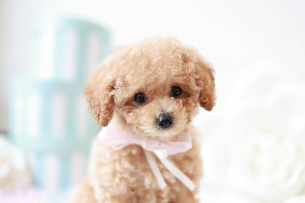やさしい表情が可愛いペールフォーンのトイプードル子犬ニーナちゃん