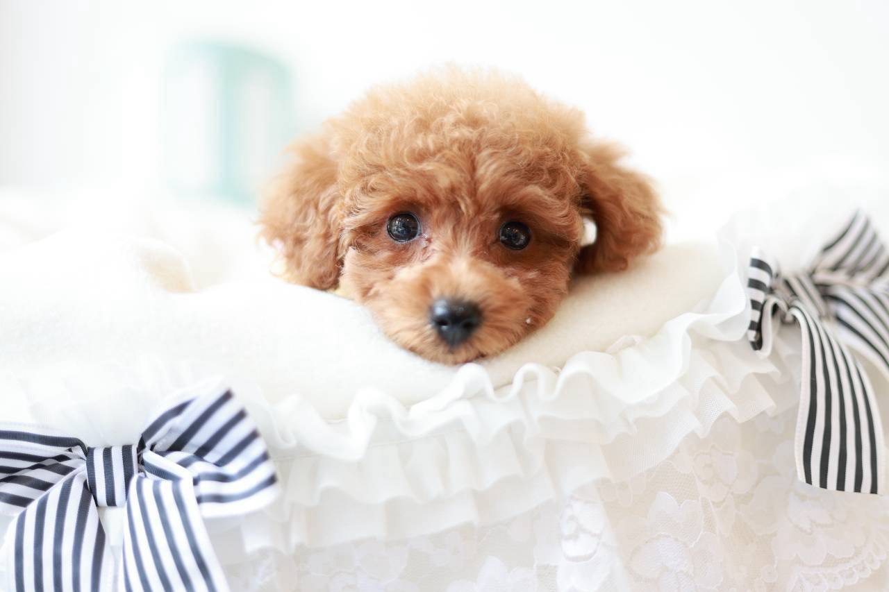 ふわふわの被毛が可愛いトイプードル子犬けいなちゃん