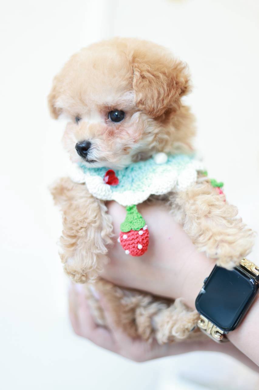 小さめタイニーサイズ予想のトイプードル子犬クリンくん