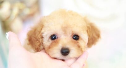 ティーカップ〜タイニーサイズ予想 (ペールフォーン)女の子 3669( 仮ネーム) ステラちゃん