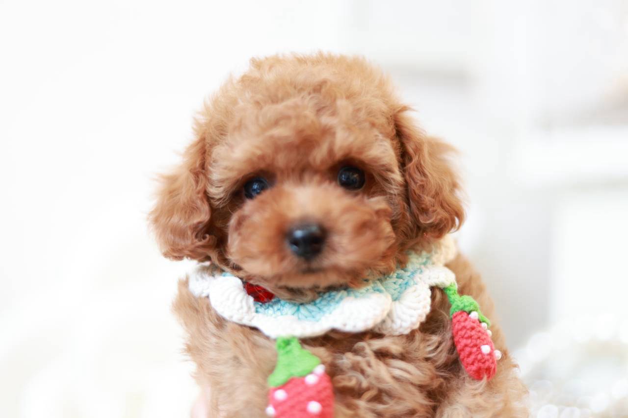 タイニーサイズ予想のレッドフォーントイプードル子犬プラリネくん