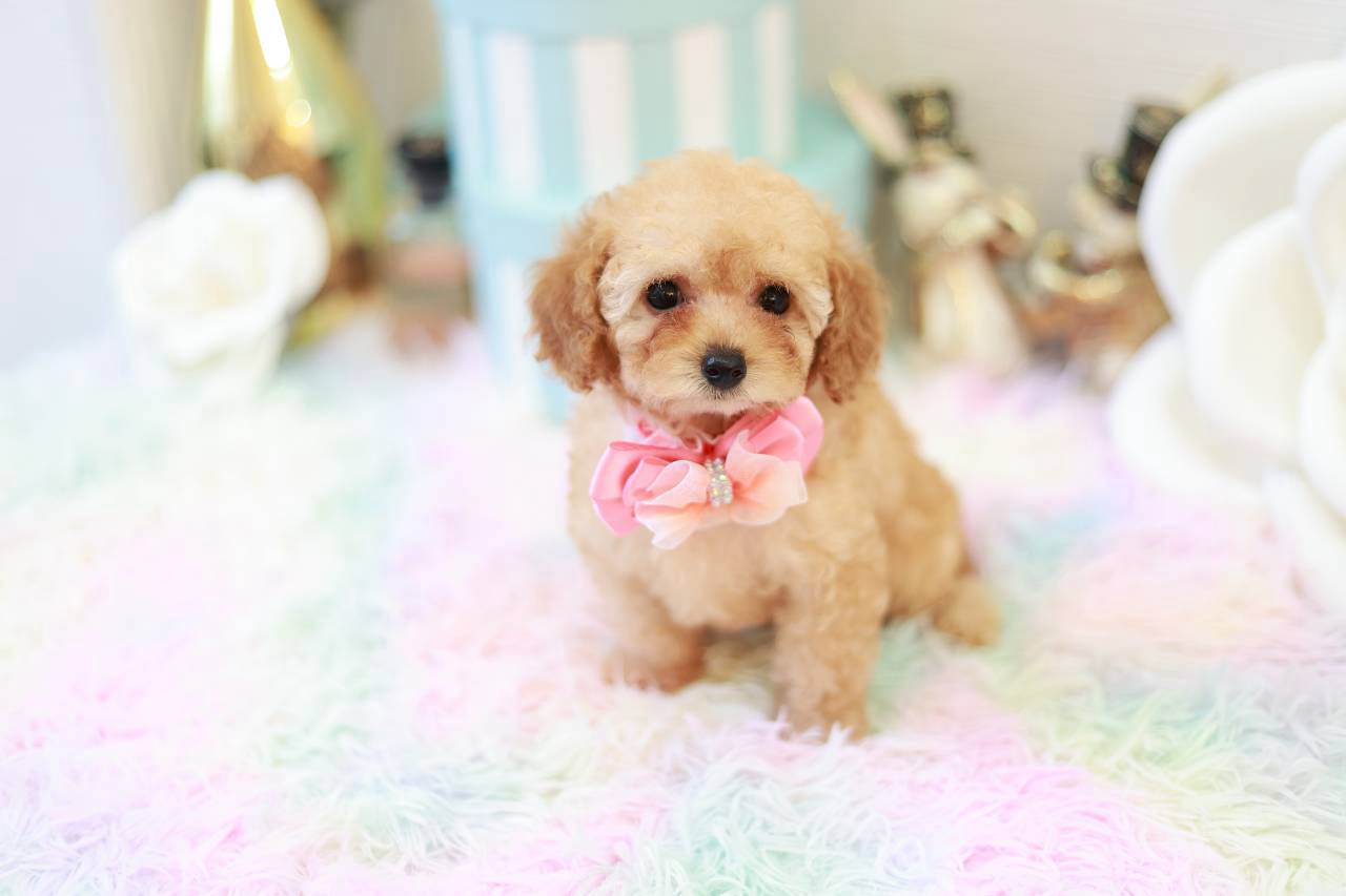 ティーカップからタイニーサイズ予想のトイプードル子犬ステラちゃん