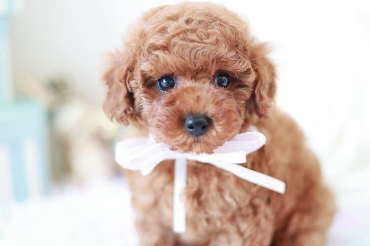 タイニーサイズ予想のレッドフォーントイプードル子犬ミルフィちゃん