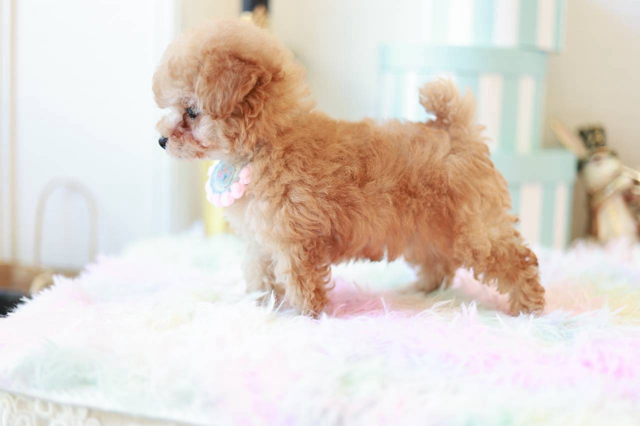 オレンジフォーンの可愛いトイプードル子犬クリンくん