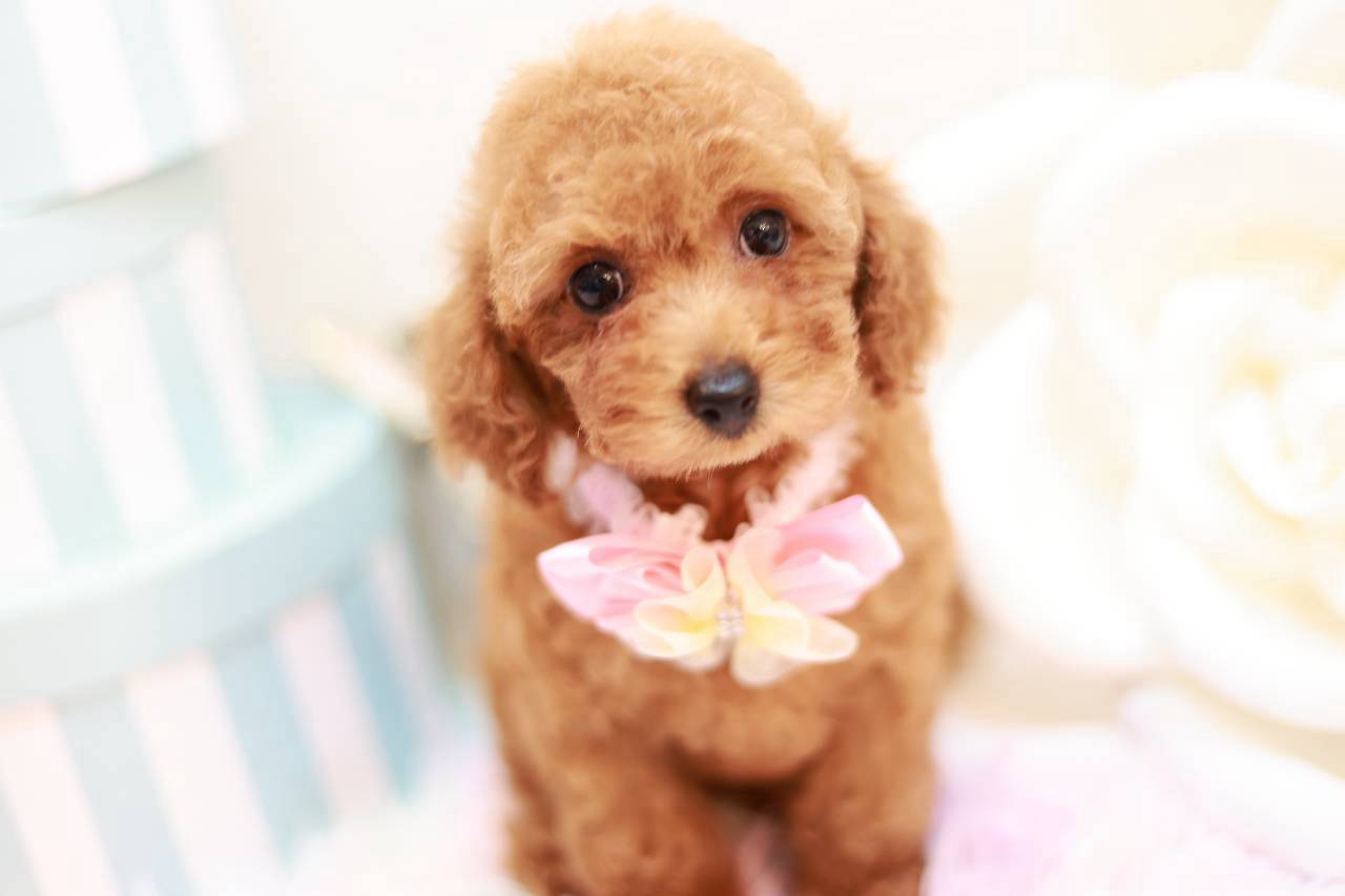 タイニーサイズ予想のレッドフォーントイプードル子犬エリスちゃん