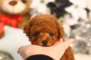 鹿児島県 全国お届け対応 ティーカッププードルの子犬 ブリーダー専門店のリトルスキップ